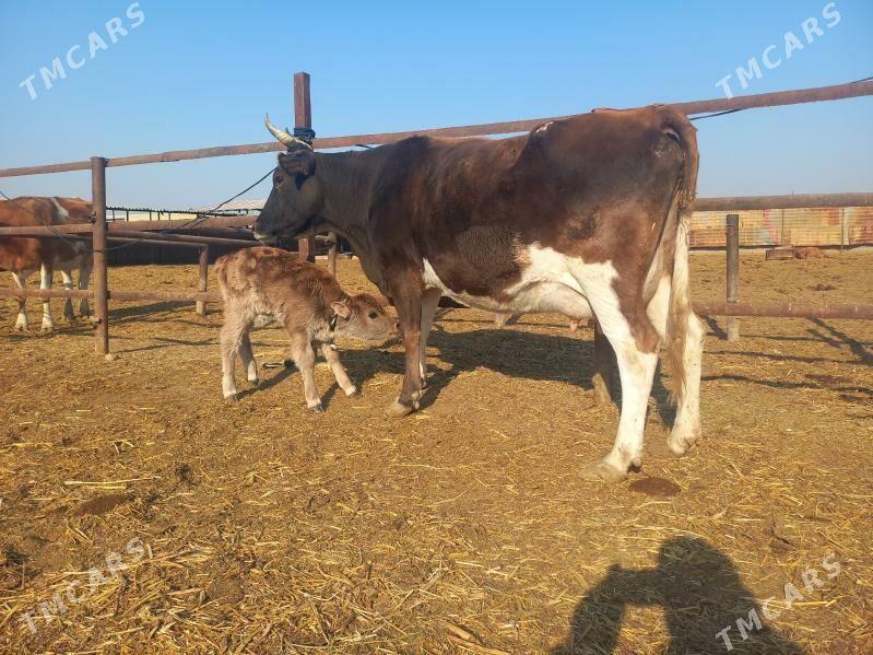 göleli. - Wekilbazar - img 4