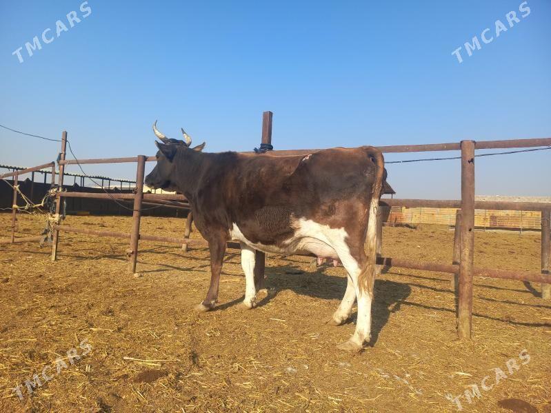 göleli. - Wekilbazar - img 2