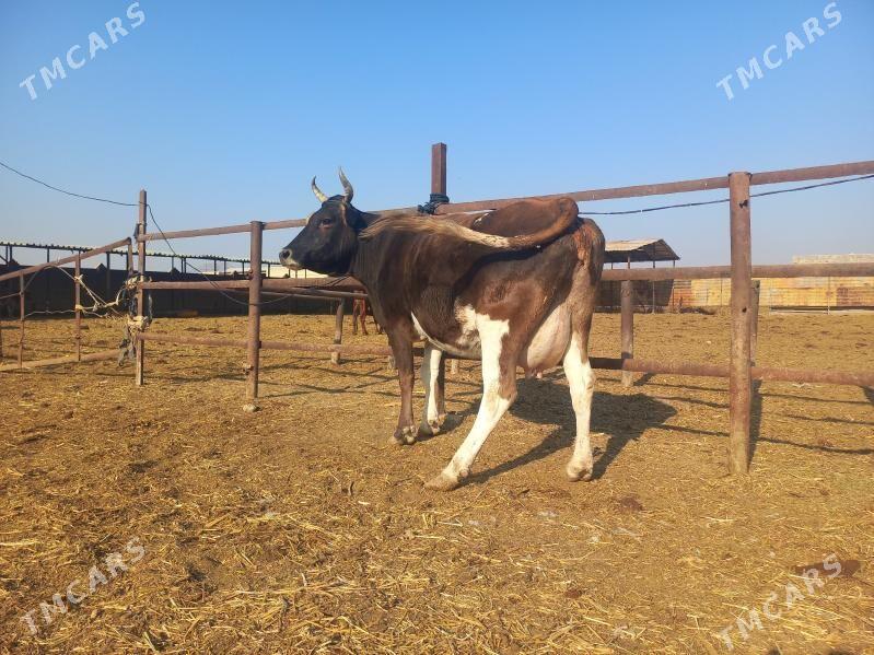 göleli. - Wekilbazar - img 9