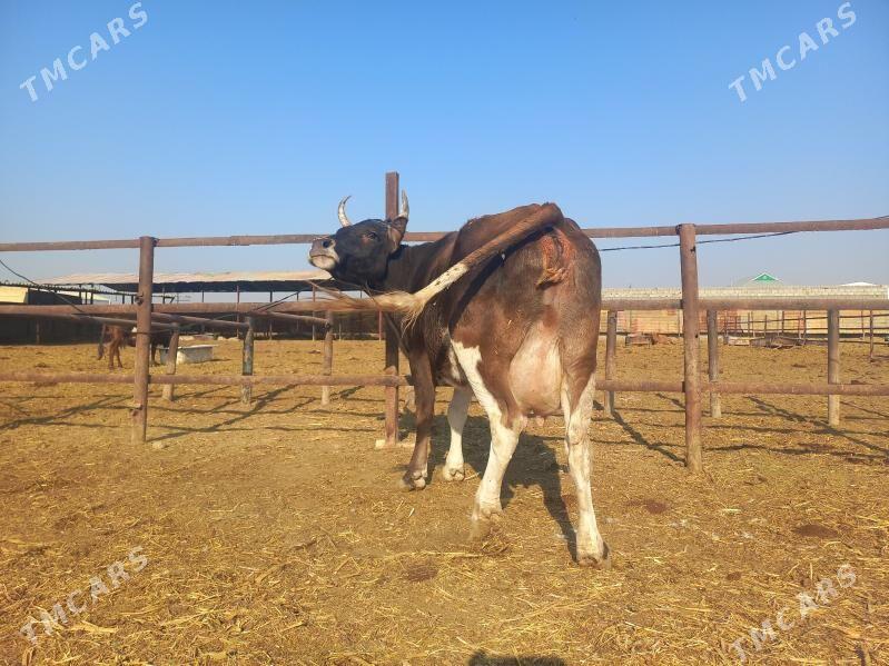 göleli. - Wekilbazar - img 6