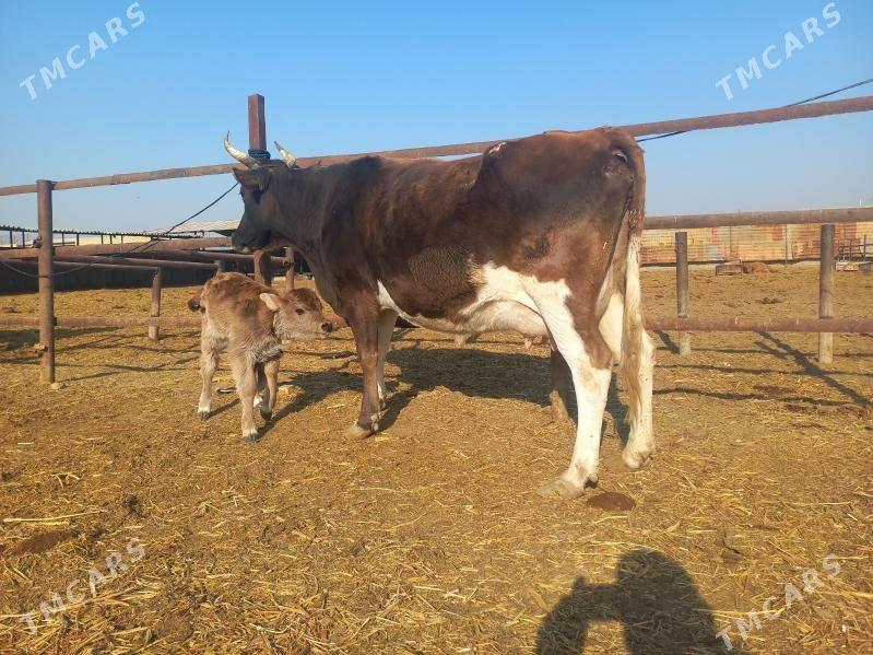 göleli. - Wekilbazar - img 3