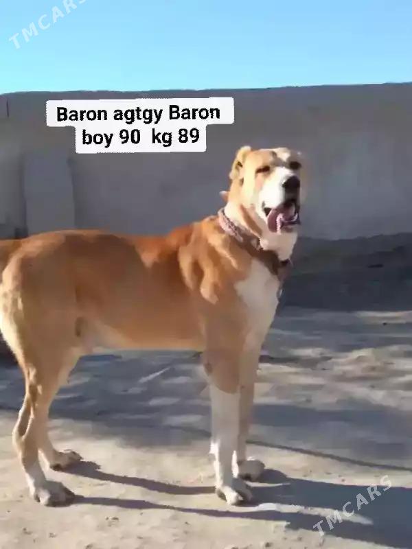 Baron - Ашхабад - img 3