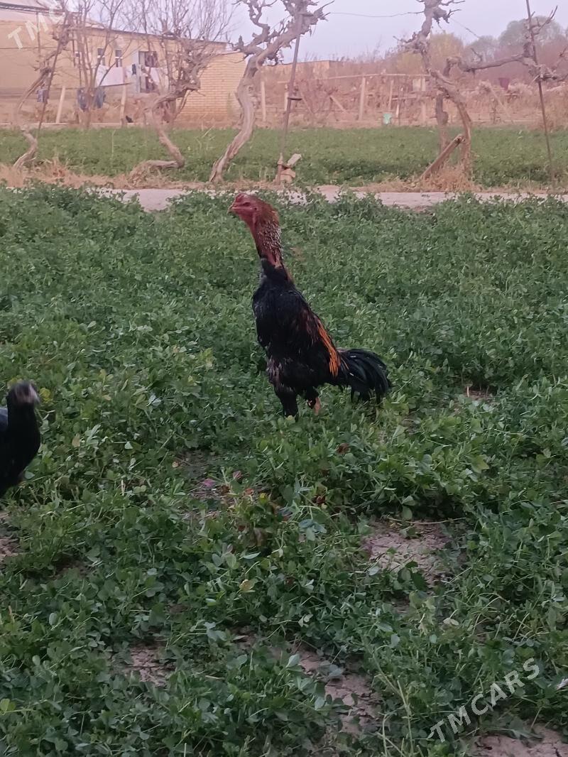 horaz - Дянев - img 2