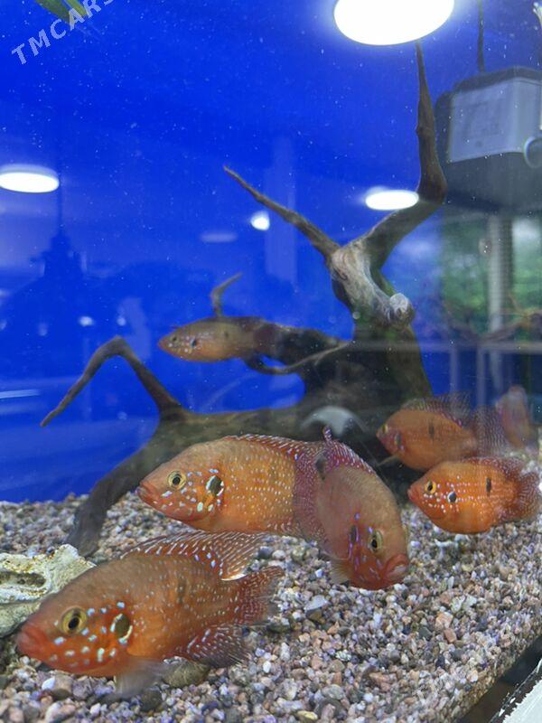 Хромис Красавец - 1 мкр - img 3