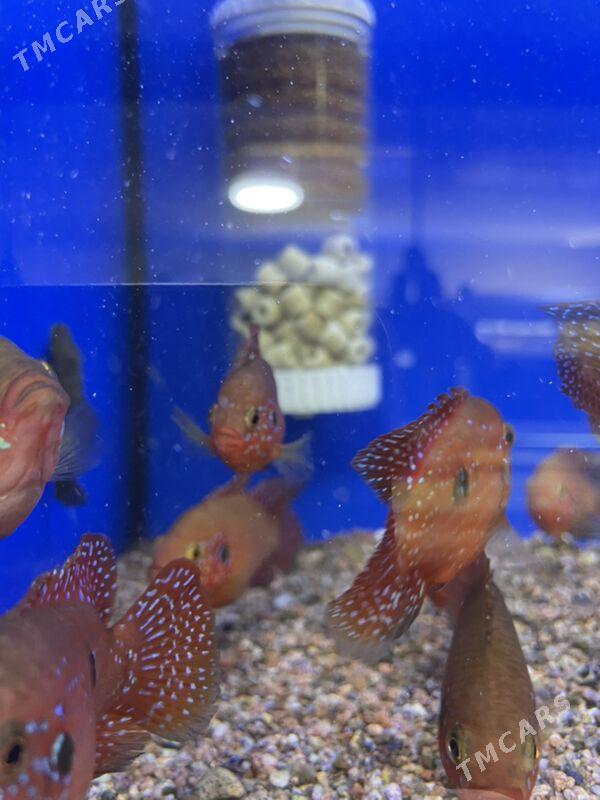 Хромис Красавец - 1 мкр - img 4