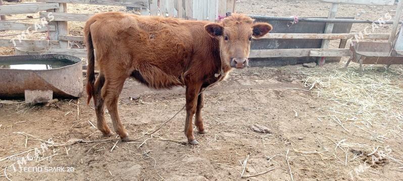 Gacar - Джебел - img 2