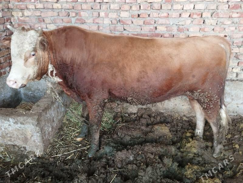 Öküz - Бахарден - img 2