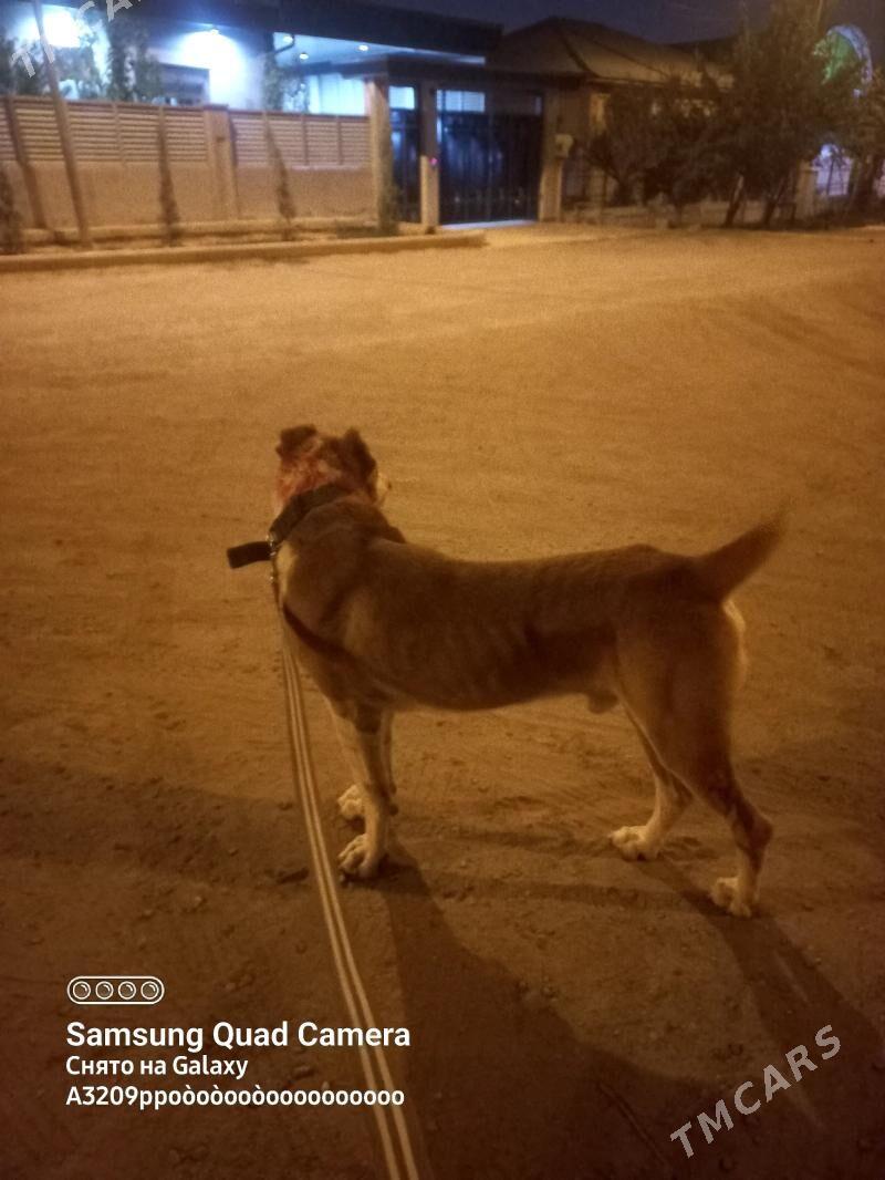 Baron - Ашхабад - img 2