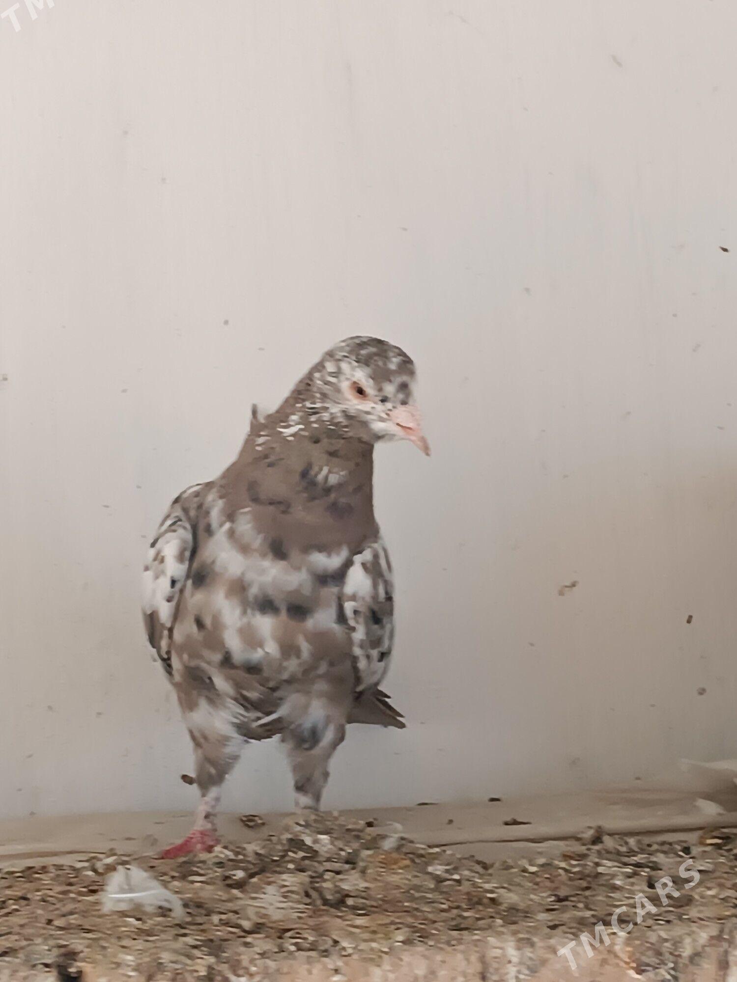 Kepderi - Мары - img 4