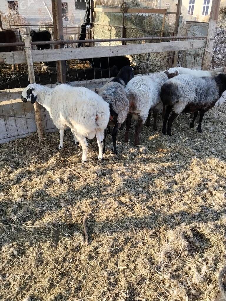 kockar ahta - Dänew - img 2