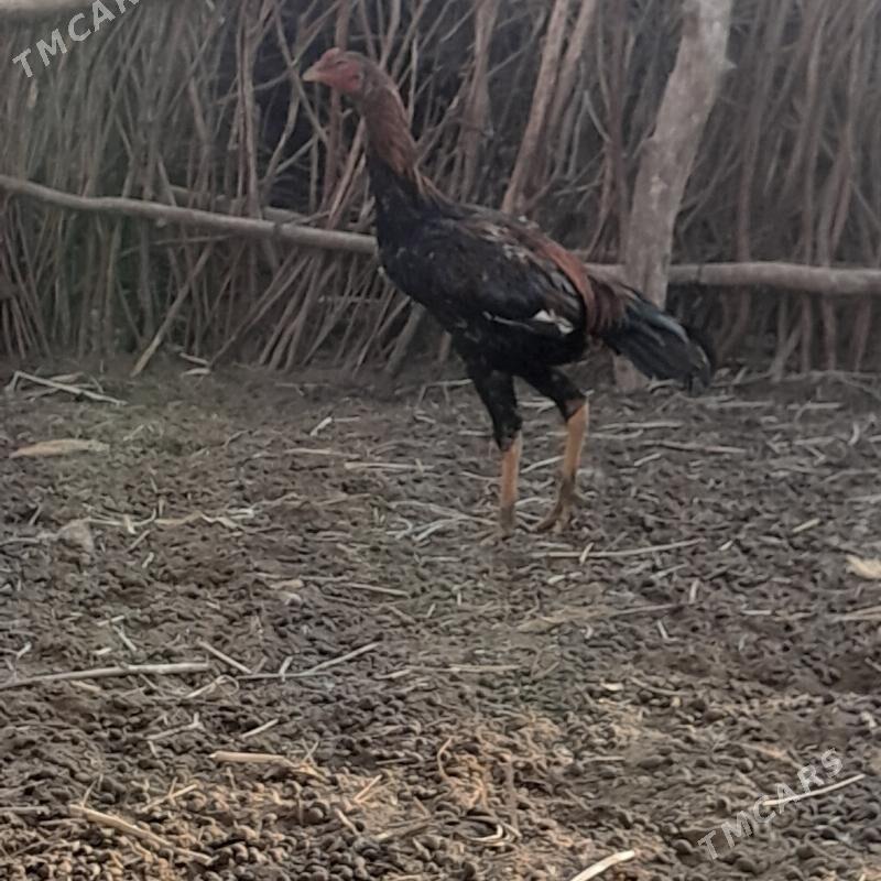 juje - Болдумсаз - img 2