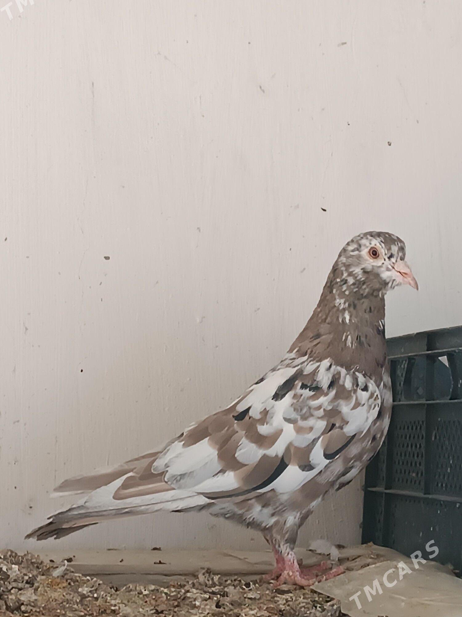 Kepderi - Мары - img 5