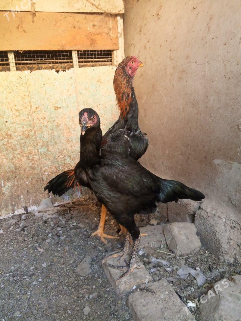 ой хайванлары - Мары - img 2