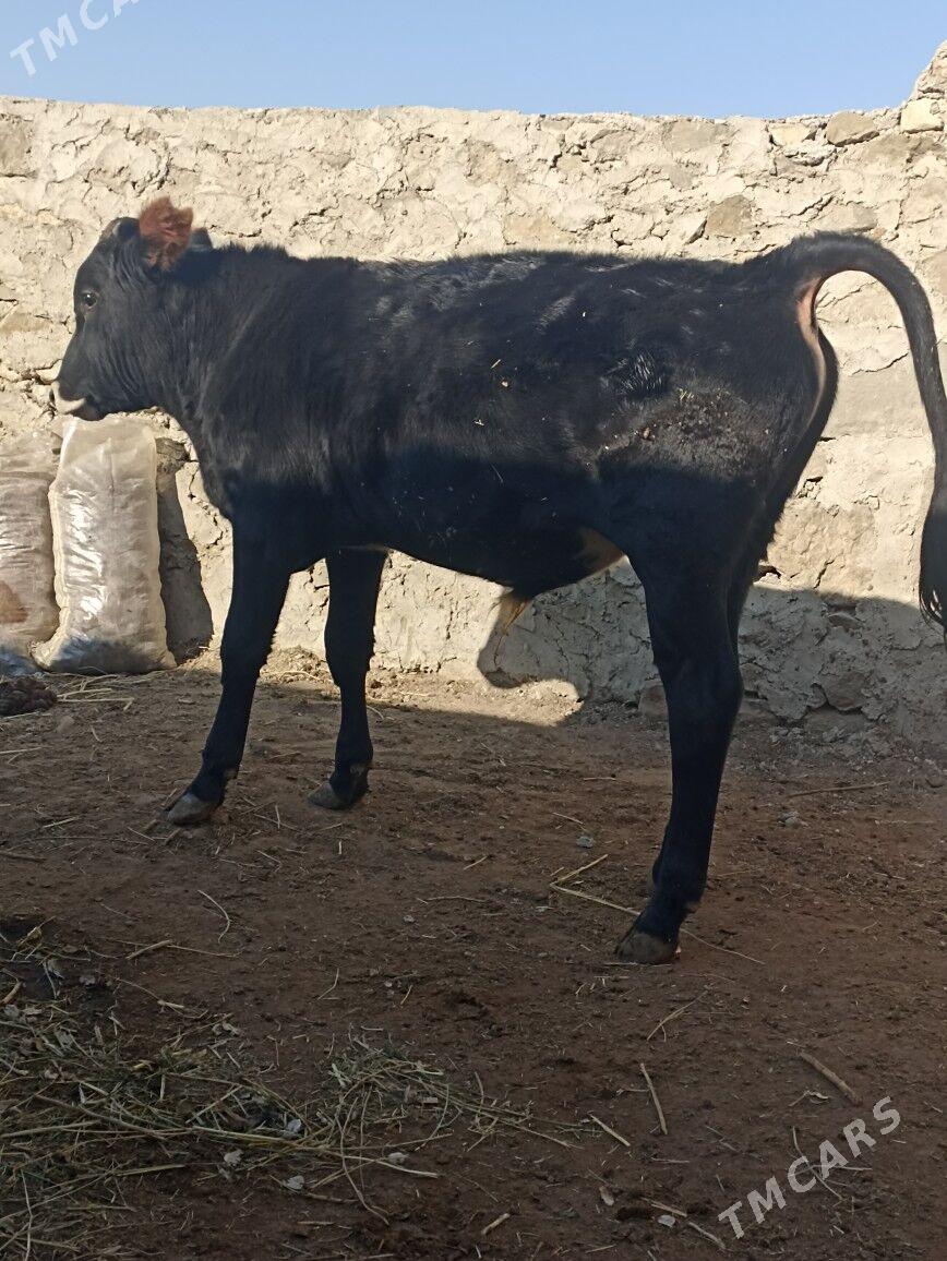 okiz - Берекет - img 3