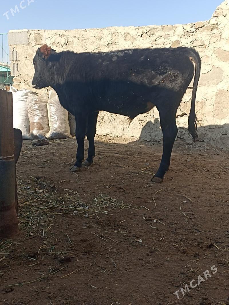 okiz - Берекет - img 2