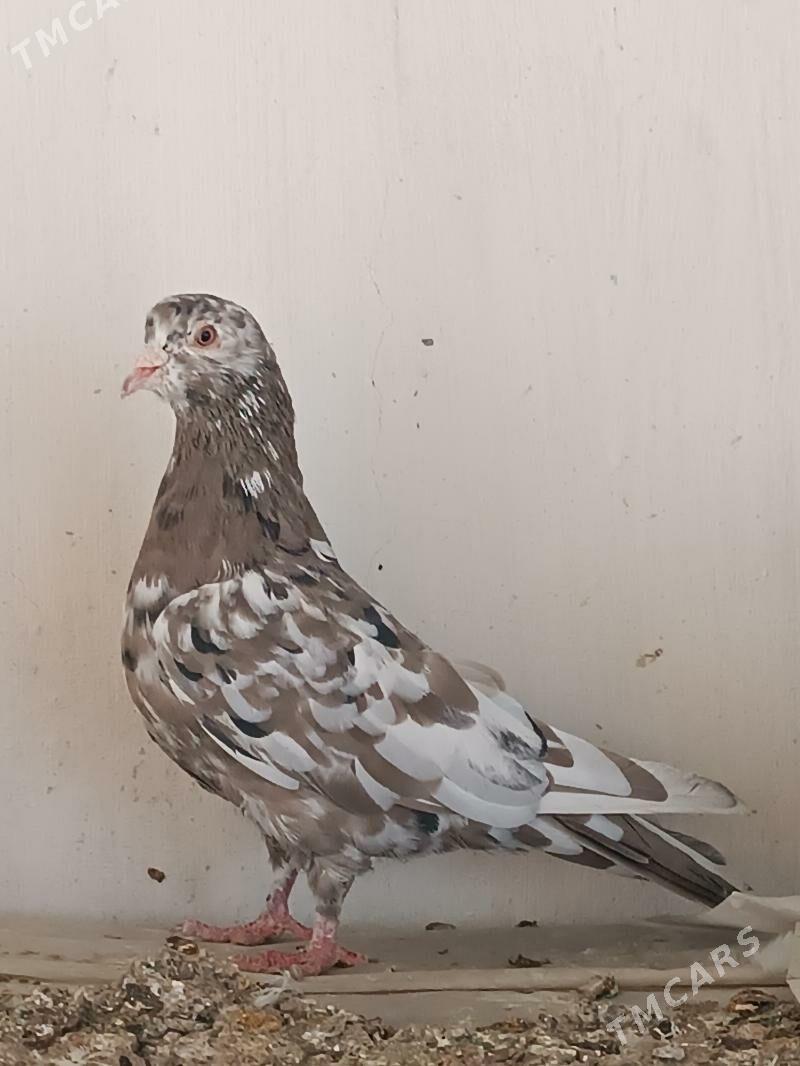 Kepderi - Мары - img 2