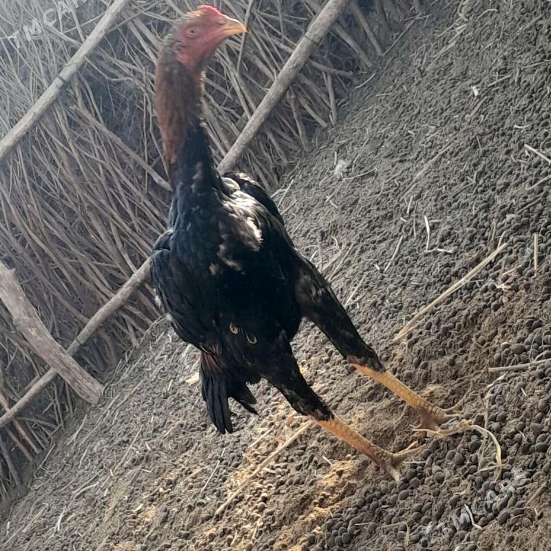 juje - Болдумсаз - img 3