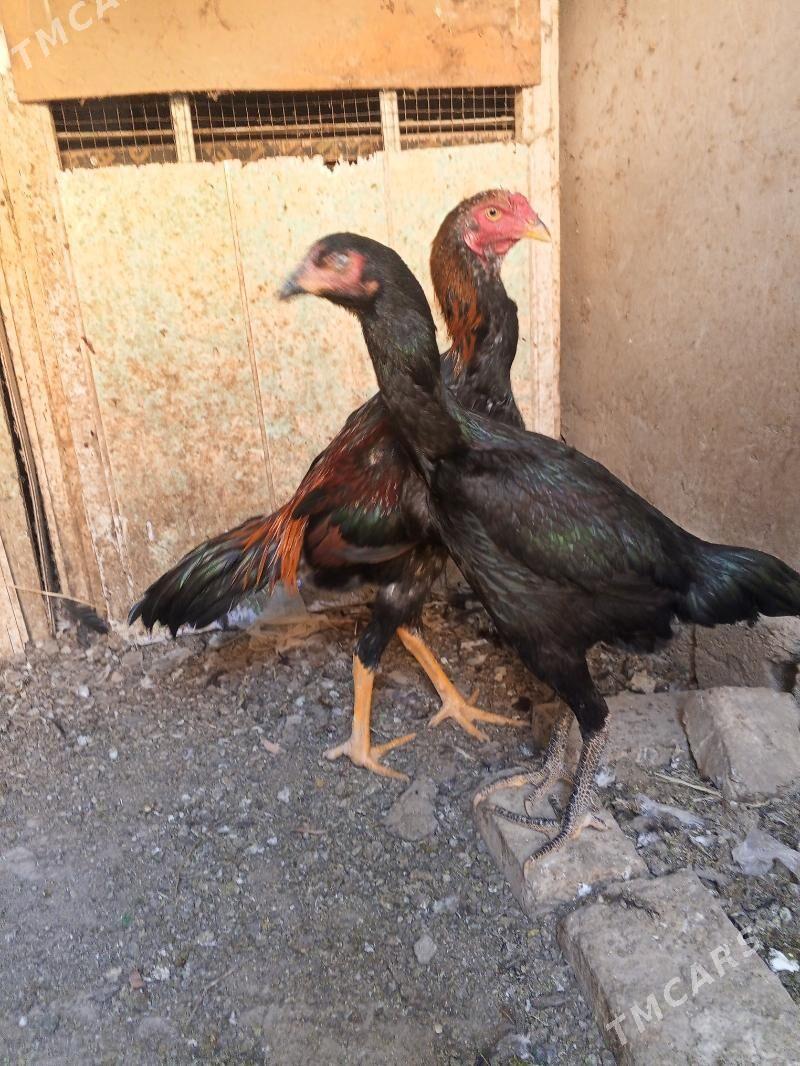 ой хайванлары - Мары - img 3