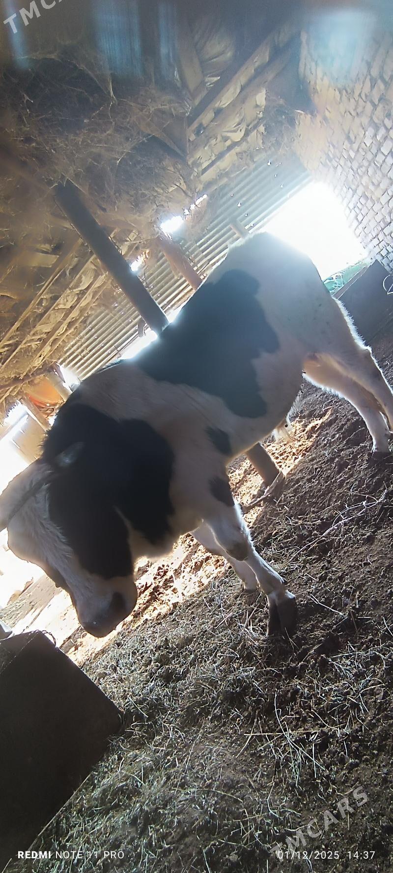 öküz - Türkmenabat - img 2