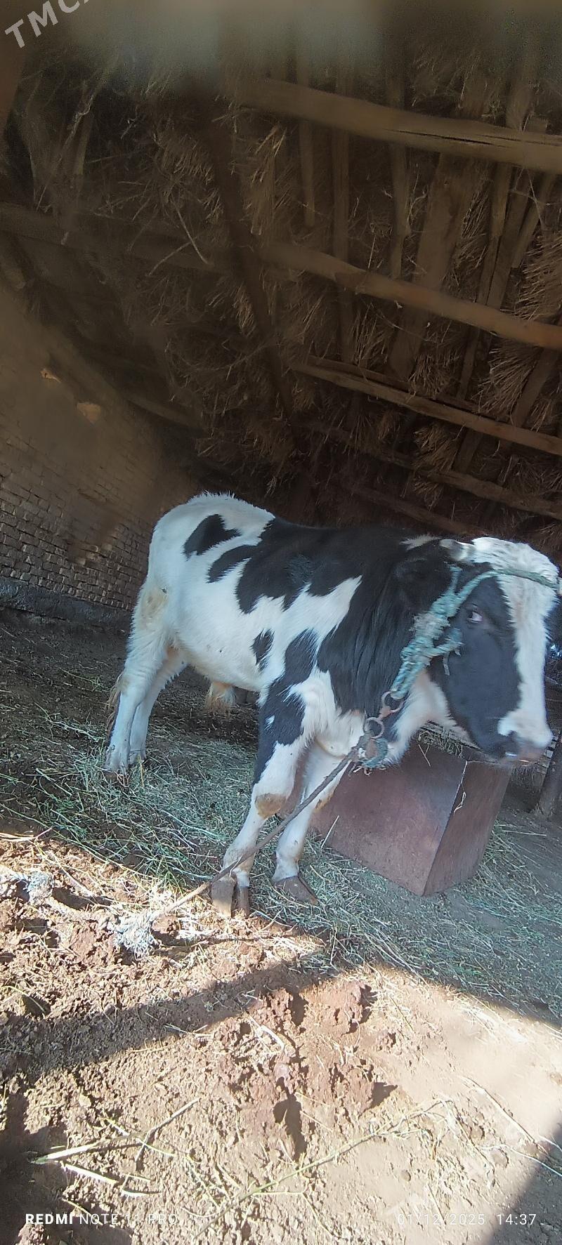 öküz - Türkmenabat - img 4