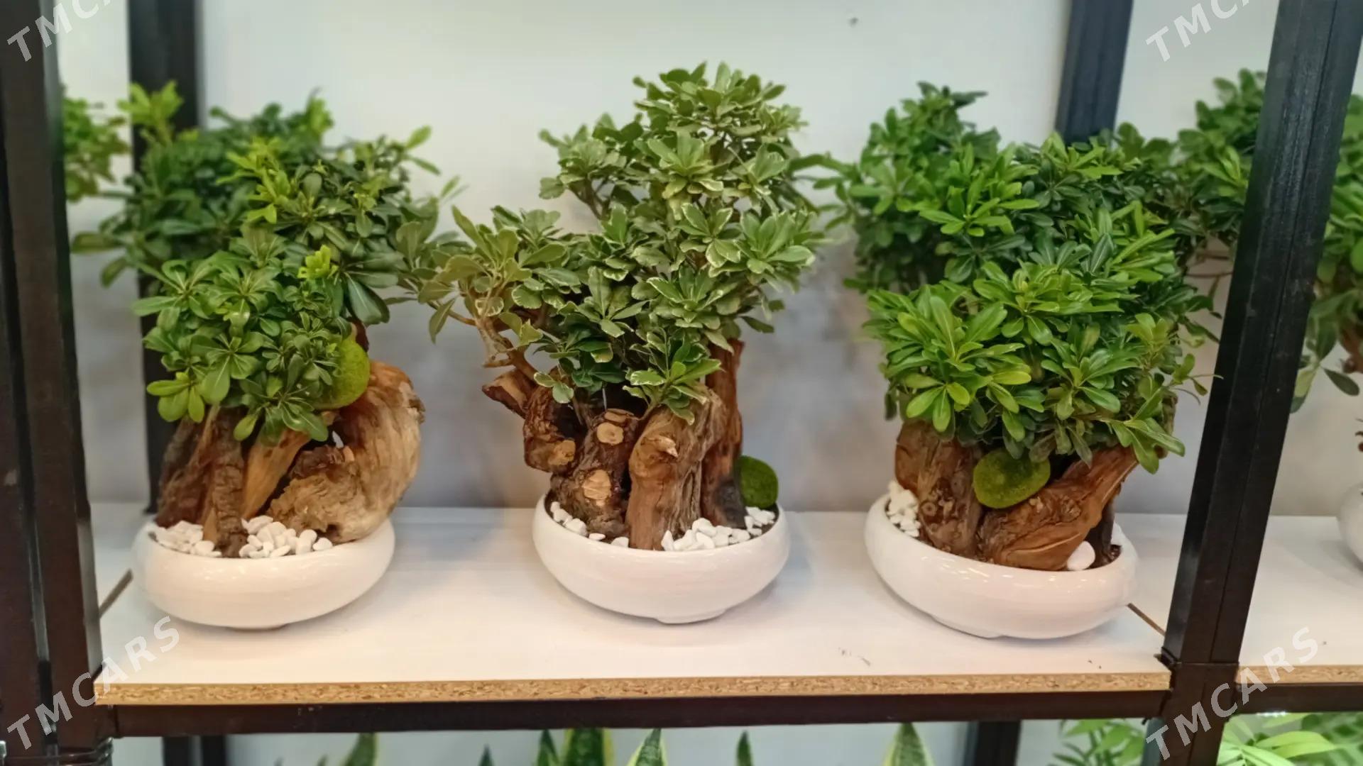 банзай - Aşgabat - img 2