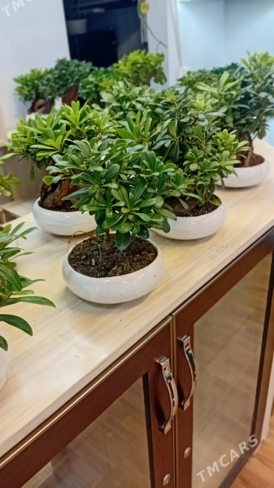 банзай - Aşgabat - img 3