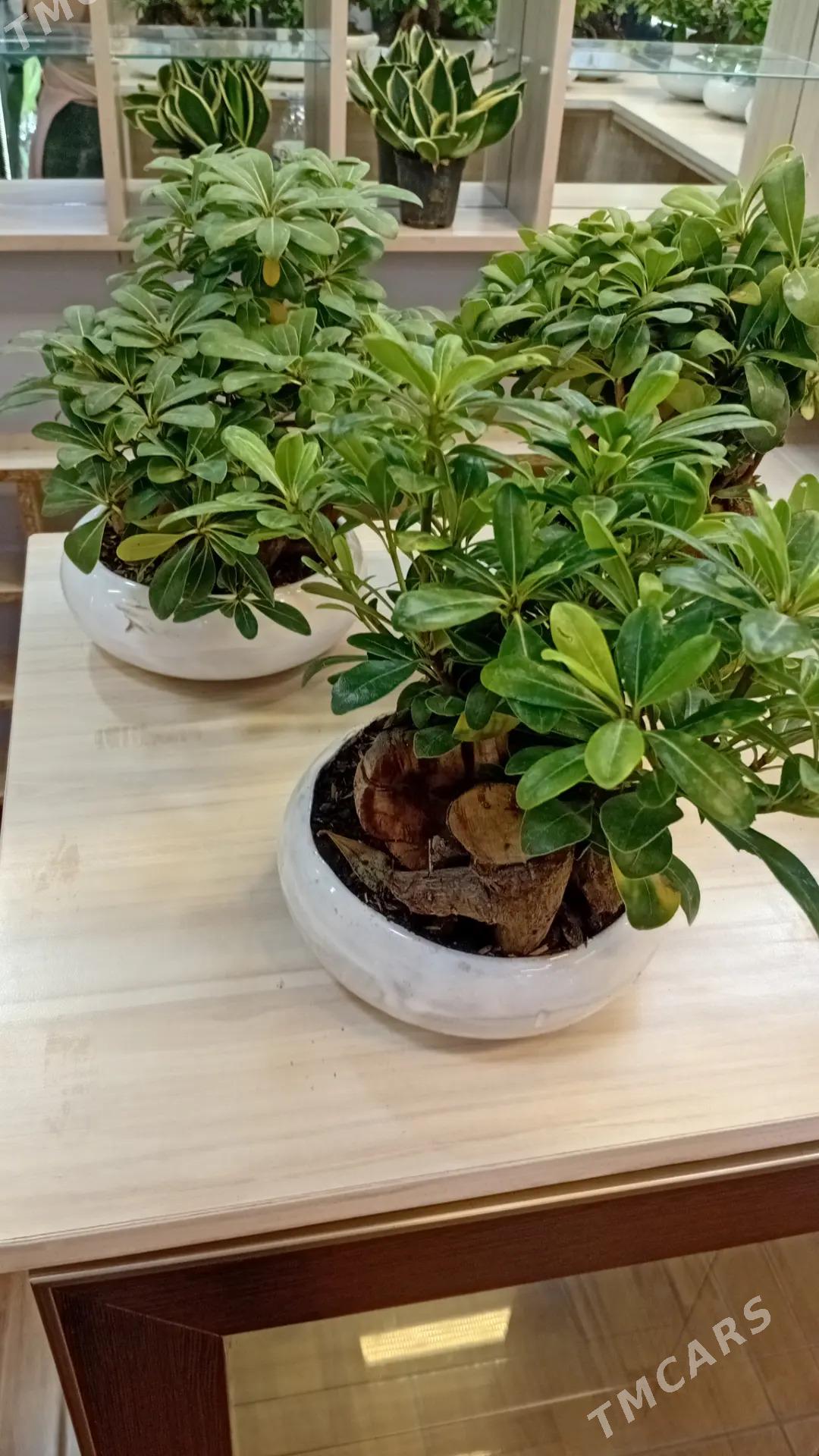 банзай - Aşgabat - img 4