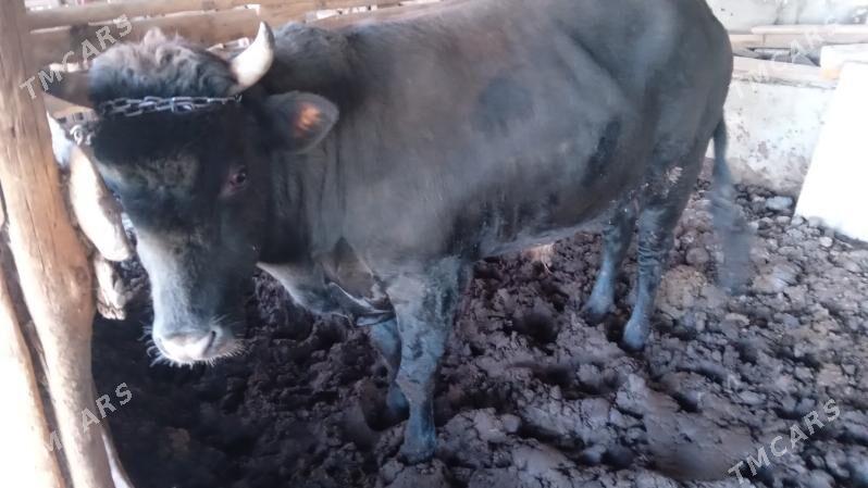 okuz 3 yasar bakylan - Багир - img 3