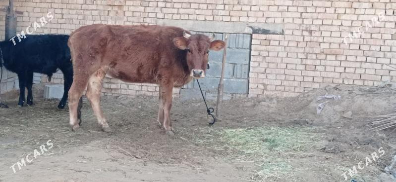 sygyr - Ашхабад - img 2