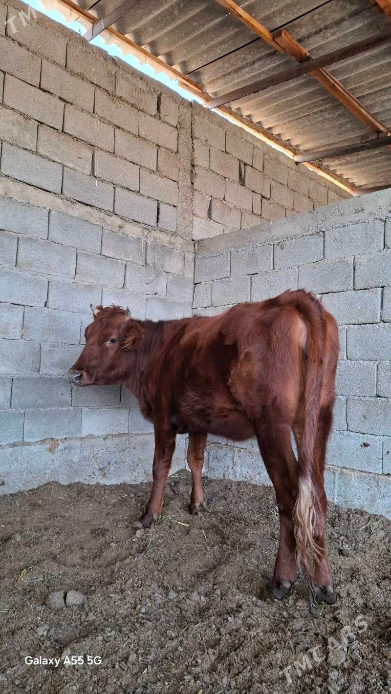 Tuwe - Gökdepe - img 2