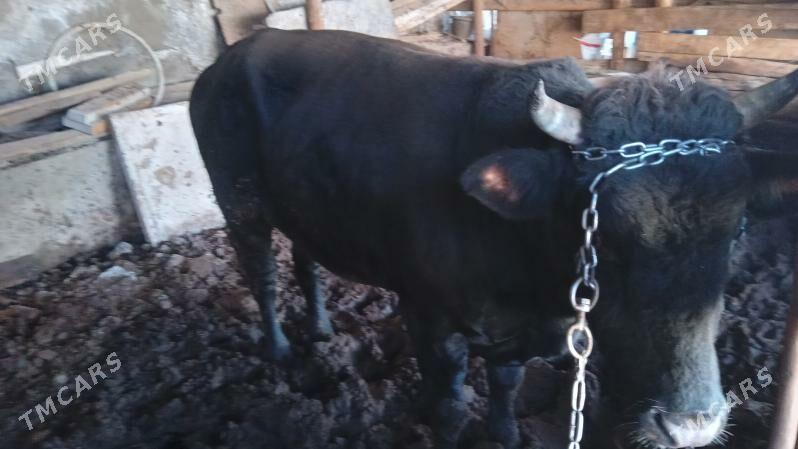 okuz 3 yasar bakylan - Багир - img 5