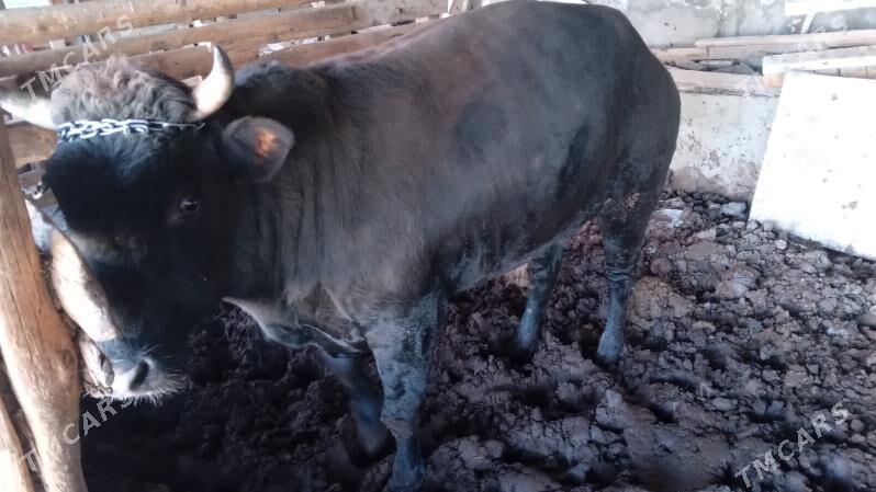 okuz 3 yasar bakylan - Багир - img 4