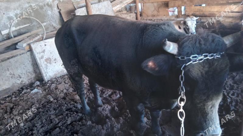 okuz 3 yasar bakylan - Багир - img 2