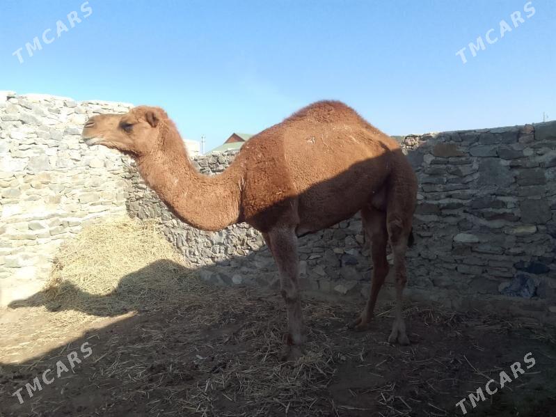 дуйе - Берекет - img 2