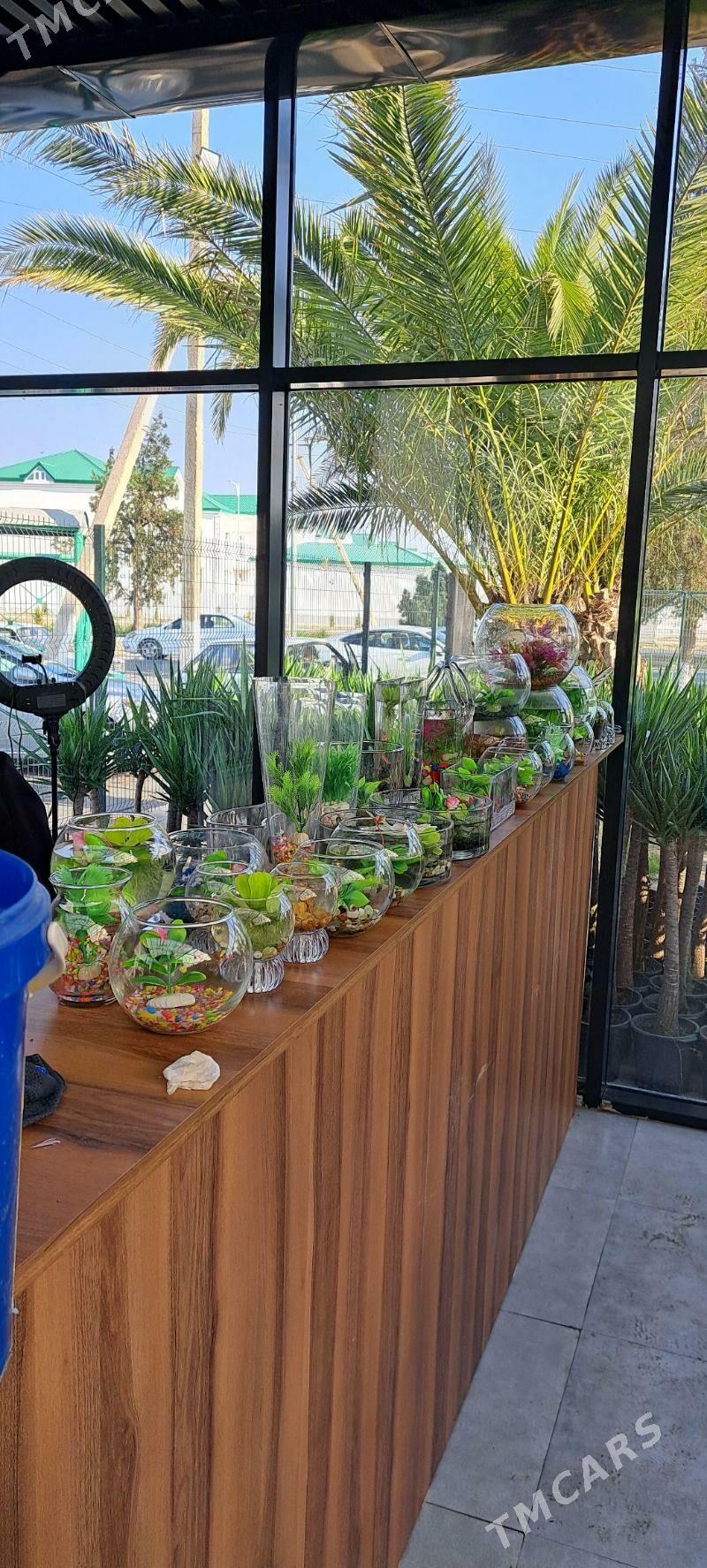 для рыб - Ашхабад - img 2