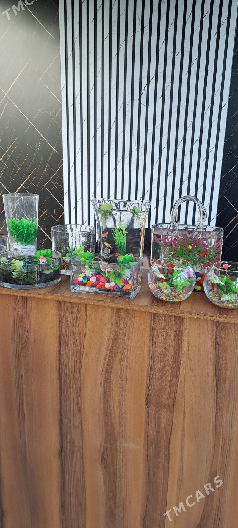 для рыб - Ашхабад - img 5