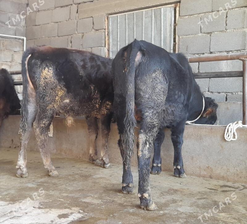 öküz - Büzmeýin - img 4