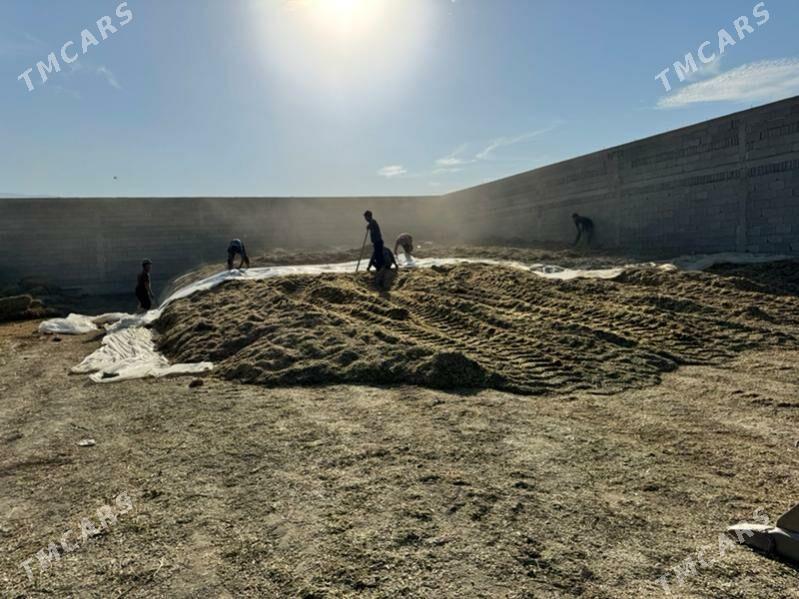 silos - Бахарден - img 2