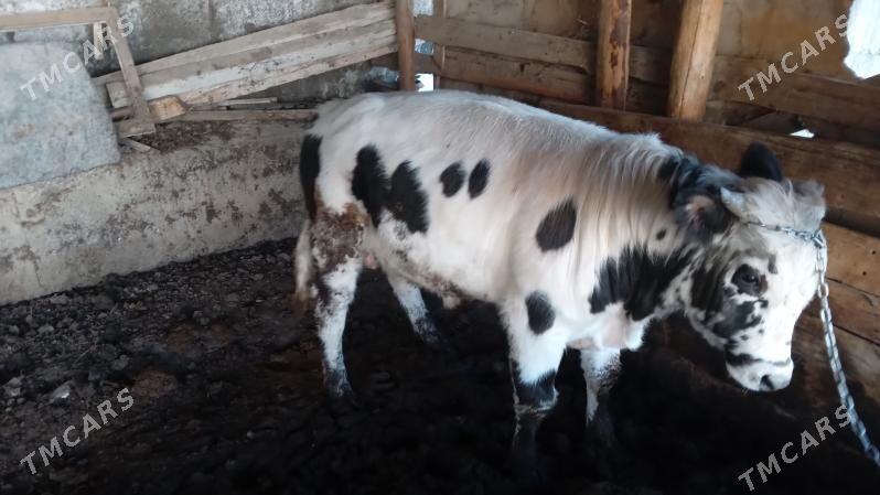 okuz - Багир - img 2