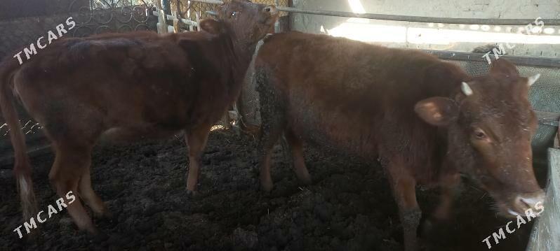 baky gulajyn - Мары - img 3