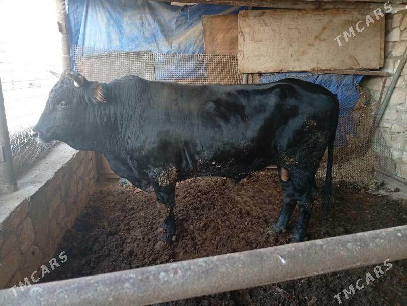 окиз - Türkmenbaşy - img 2