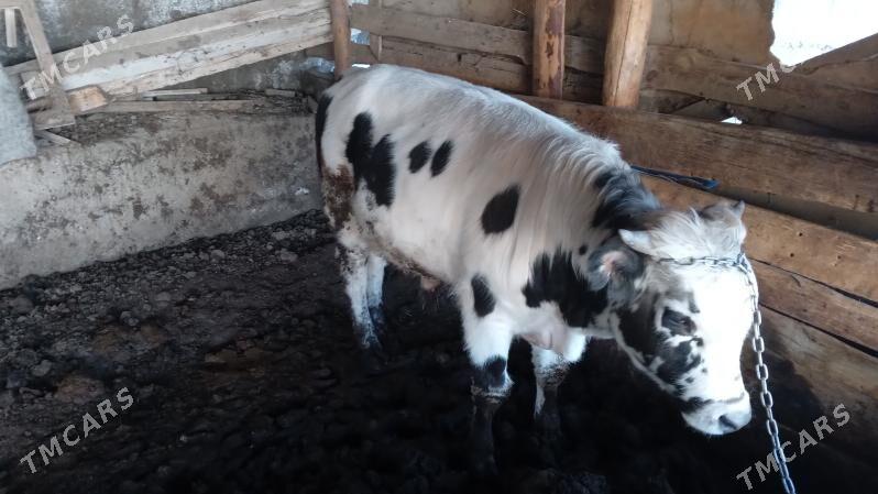 okuz - Багир - img 3