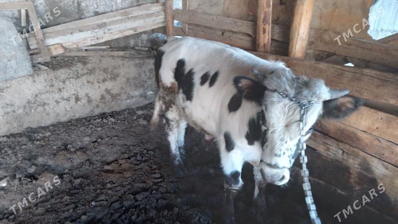 okuz - Багир - img 4