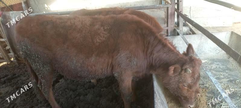 baky gulajyn - Мары - img 2