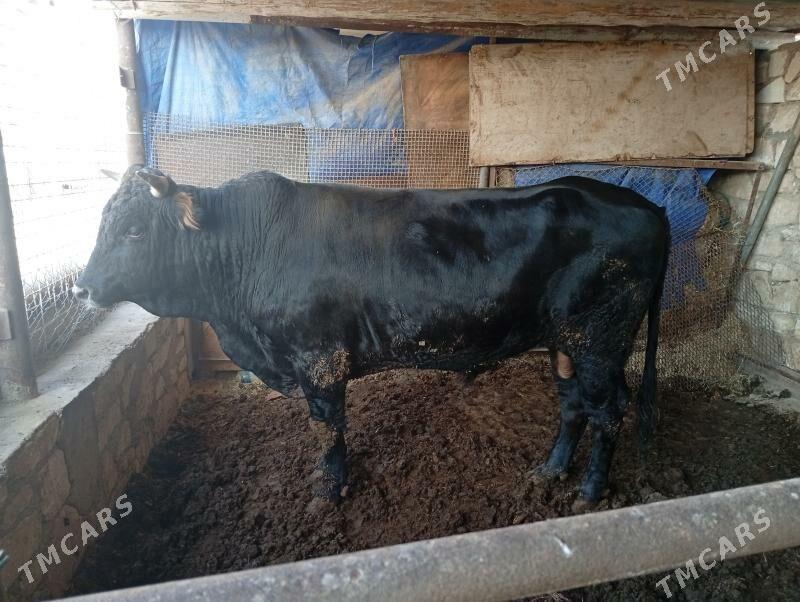 окиз - Türkmenbaşy - img 3