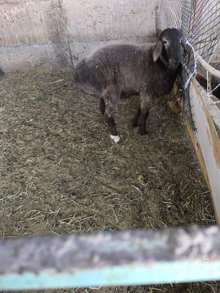 Gisar Gibirit - Büzmeýin - img 6