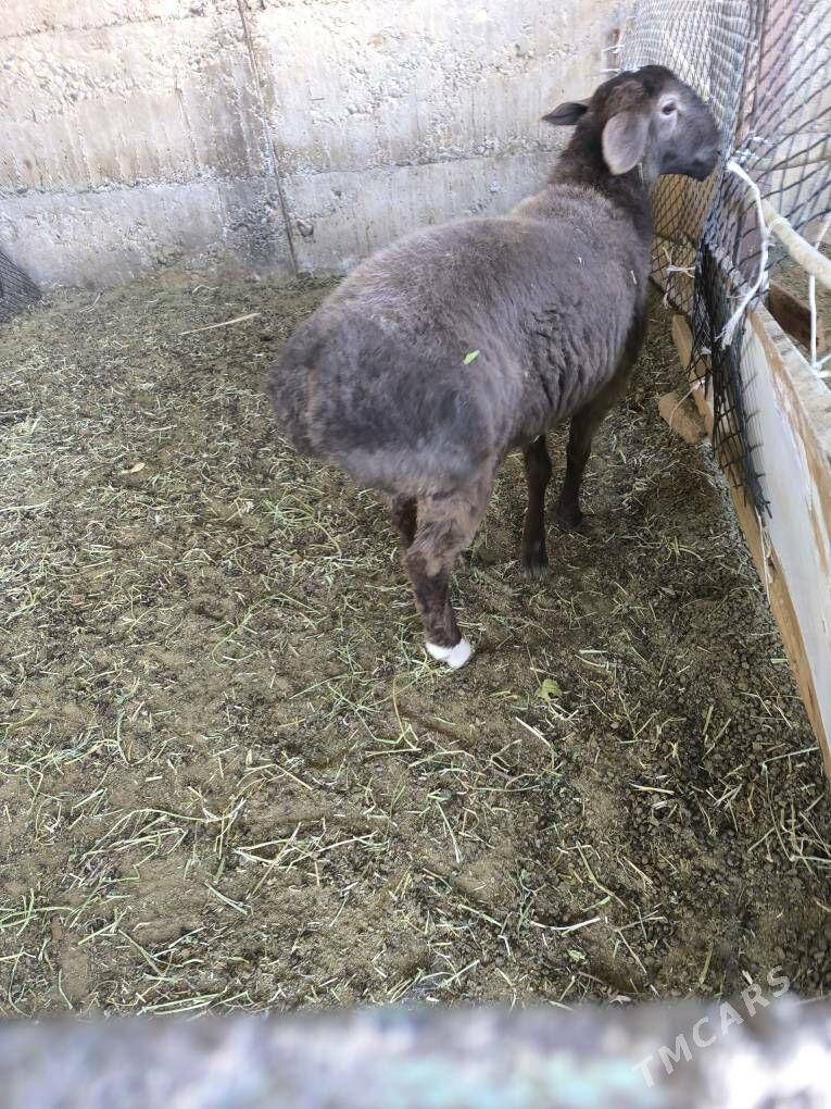 Gisar Gibirit - Büzmeýin - img 5