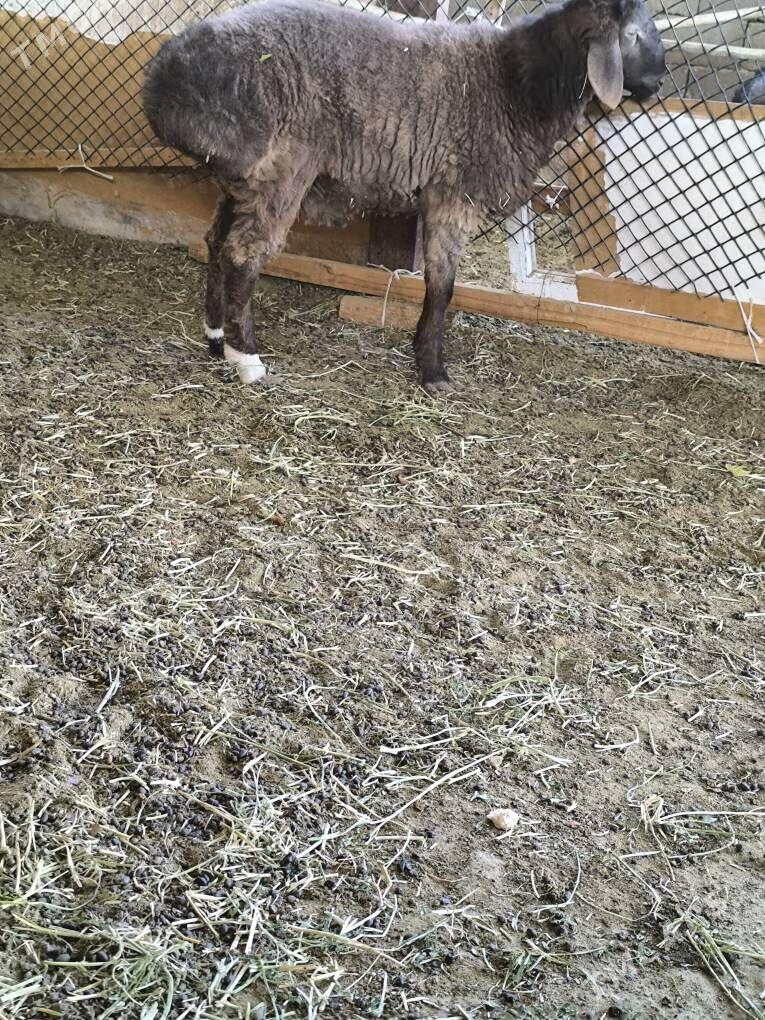 Gisar Gibirit - Büzmeýin - img 3