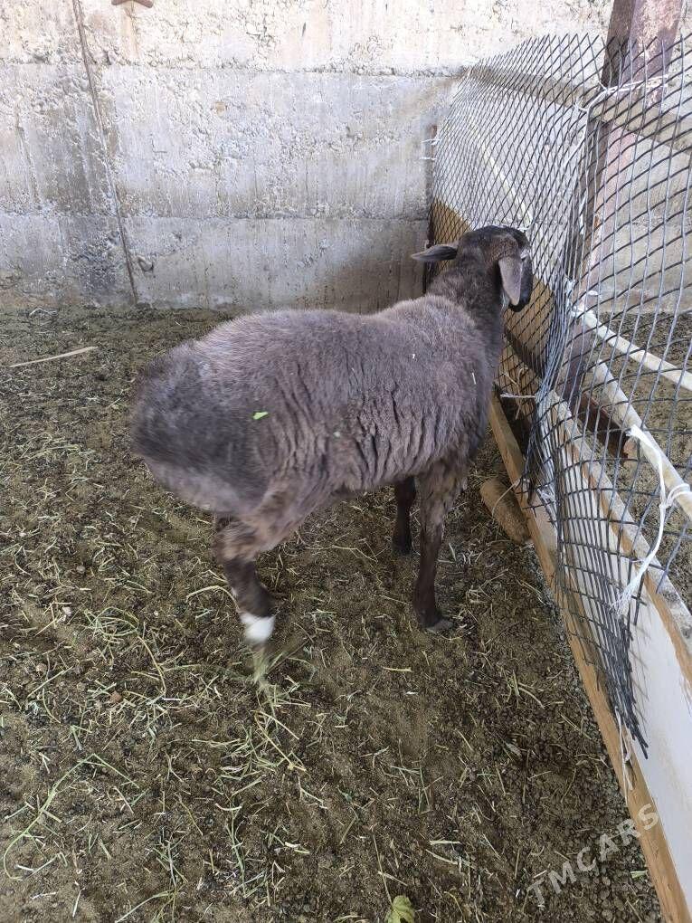 Gisar Gibirit - Büzmeýin - img 4