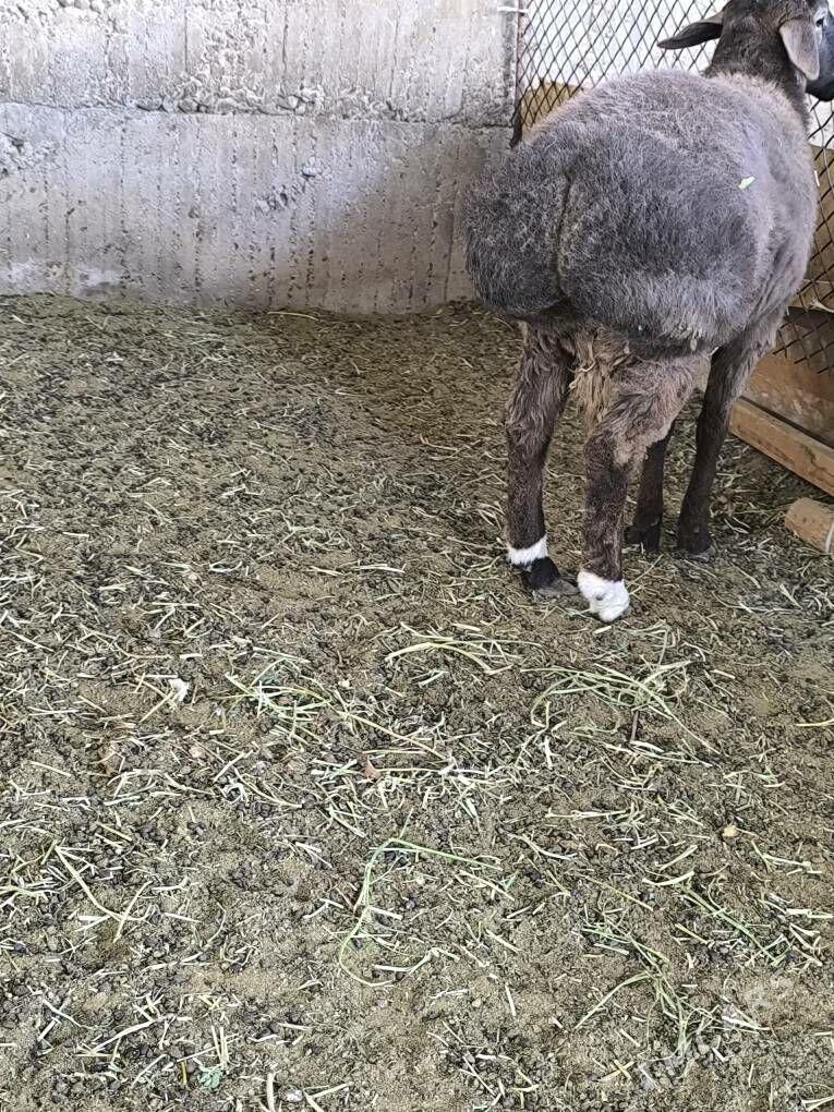 Gisar Gibirit - Büzmeýin - img 2